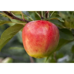 Plantiflor BIO-Apfel 'Elstar'