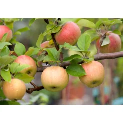 Plantiflor BIO-Apfel 'Goldparmäne'