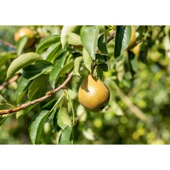 BIO-Birne 'Gellerts Butterbirne'*Plantiflor Best