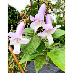 Plantiflor Bio-CO-Klimabaum Kiri-Baum Topf Durchmesser 21 cm