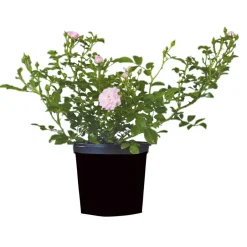 Bodendeckerrosen Topf Durchmesser 13 cm*Plantiflor Hot