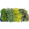 Bodendecker-Stauden Pflasta la Vista Topf 13 cm^Plantiflor Sale