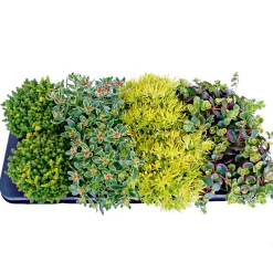 Bodendecker-Stauden Pflasta la Vista Topf 13 cm^Plantiflor Sale