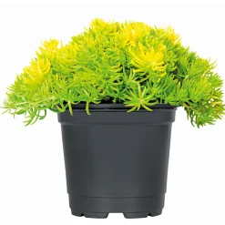 Bodendecker-Stauden Pflasta la Vista Topf 13 cm^Plantiflor Sale