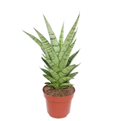 Bogenhanf Topf Durchmesser 12 cm*Plantiflor Outlet