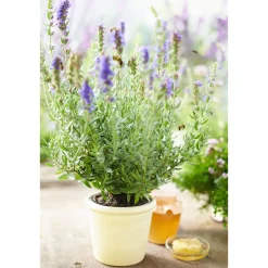 Plantiflor Bohnenkraut Topf 12 cm