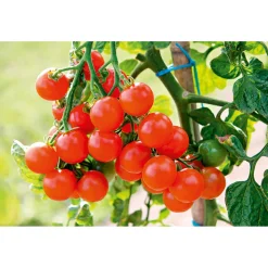 Plantiflor Cherrytomate plastikfrei Topf Durchmesser 12 cm