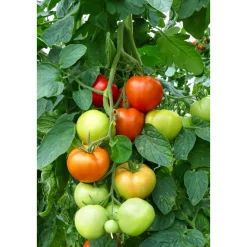 Plantiflor Cherrytomate plastikfrei Topf Durchmesser 12 cm