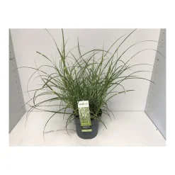 Plantiflor Chinaschilf Dwarf T14