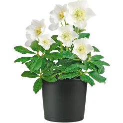 Christrose Christmas Carol Top Durchmesser 12 cm^Plantiflor Best