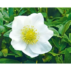 Christrose Christmas Carol Top Durchmesser 12 cm^Plantiflor Best