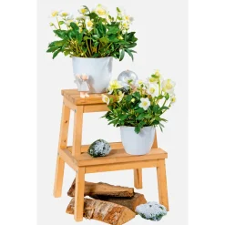 Christrose Christmas Carol Top Durchmesser 12 cm^Plantiflor Best