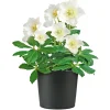Christrose Topf Durchmesser 15 cm^Plantiflor Best
