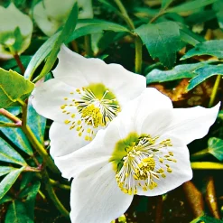 Christrose Topf Durchmesser 15 cm^Plantiflor Best