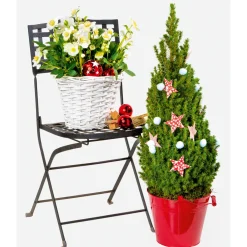 Christrose Topf Durchmesser 15 cm^Plantiflor Best