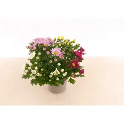 Chrysantheme T13 4 Farben*Plantiflor New