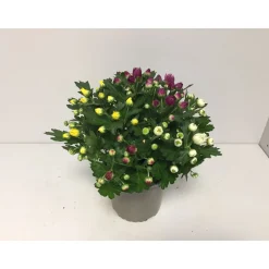 Chrysantheme T13 4 Farben*Plantiflor New