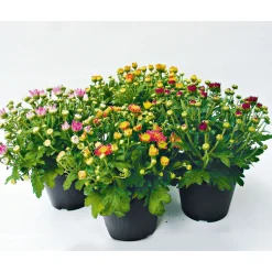 Plantiflor Chrysanthemenbüsche Mix Topf Durchmesser 13 cm