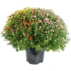 Plantiflor Chrysanthemen-Busch Trio Topf- Durchmesser 19 cm