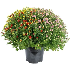 Plantiflor Chrysanthemen-Busch Trio Topf- Durchmesser 19 cm