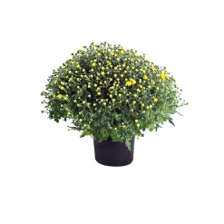 Plantiflor Chrysanthemen-Busch Topf Durchmesser 19 cm