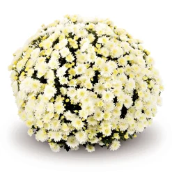 Plantiflor Chrysanthemen-Busch Topf Durchmesser 19 cm