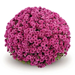 Plantiflor Chrysanthemen-Busch Topf Durchmesser 19 cm
