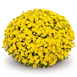 Plantiflor Chrysanthemen-Busch Topf Durchmesser 19 cm