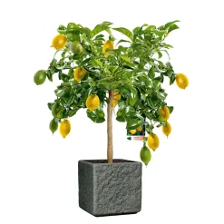 Plantiflor Citrus-Ministamm Topf Durchmesser 20 cm 70-80 cm