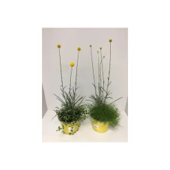 Plantiflor Craspedia globosa Golf Beauty 3 Sorten T17