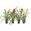 Plantiflor Cymbidium Topf Durchmesser 14 cm