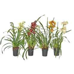Plantiflor Cymbidium Topf Durchmesser 14 cm
