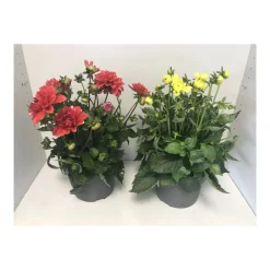 Plantiflor Dahlie verschiedene Farben 3 L