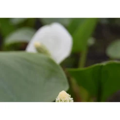 Plantiflor Drachenwurz Topf Durchmesser 13 cm