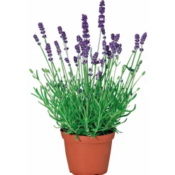 Plantiflor Echter Lavendel Topf- Durchmesser 11 cm