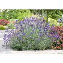Plantiflor Echter Lavendel Topf- Durchmesser 11 cm