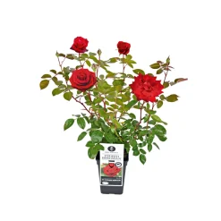 Plantiflor Edel-Duftrose rot Topf 23 cm