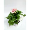 Edelgeranie 2-farbig weiß-mix T12*Plantiflor New