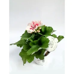 Edelgeranie 2-farbig weiß-mix T12*Plantiflor New