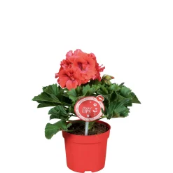 Edelgeranie Topf- Durchmesser 12 cm^Plantiflor Sale