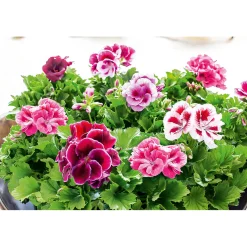 Edelgeranie Topf- Durchmesser 12 cm^Plantiflor Sale