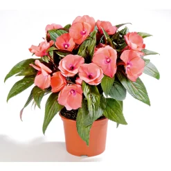 Plantiflor Edellieschen T12 versch Farben