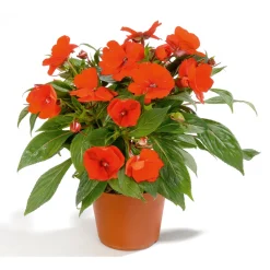 Plantiflor Edellieschen T12 versch Farben