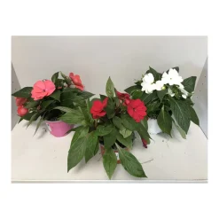 Plantiflor Edellieschen T12 versch Farben