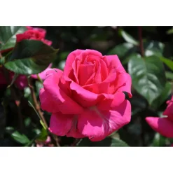 Edelrose Rosa Topf Durchmesser 19 cm*Plantiflor Clearance