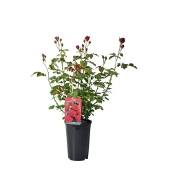 Edelrose rot Topf- Durchmesser 19 cm*Plantiflor New