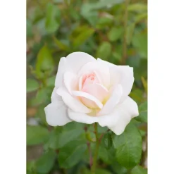 Plantiflor Edelrose Weiß Topf Durchmesser 19 cm