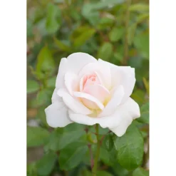 Edelrose Weiß Topf Durchmesser 23 cm*Plantiflor