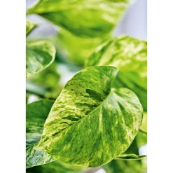 Plantiflor Efeutute Topf Durchmesser 12 cm