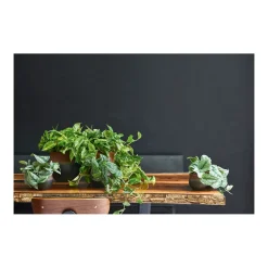 Plantiflor Efeutute Topf Durchmesser 12 cm